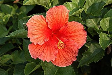 卡牌游戏《盖娅迷航》Steam页面上线 支持简中